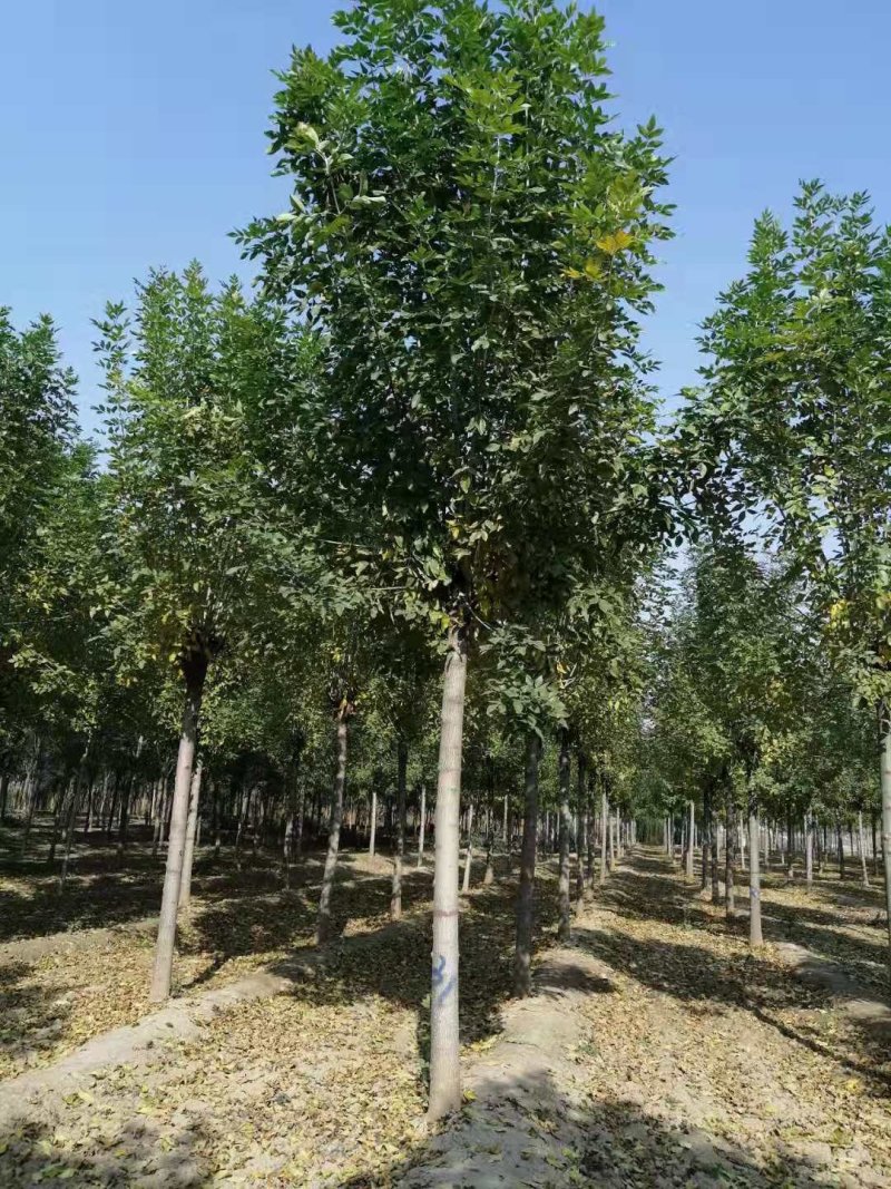 五角枫规格齐全，种植基地直发诚信经营全国发货