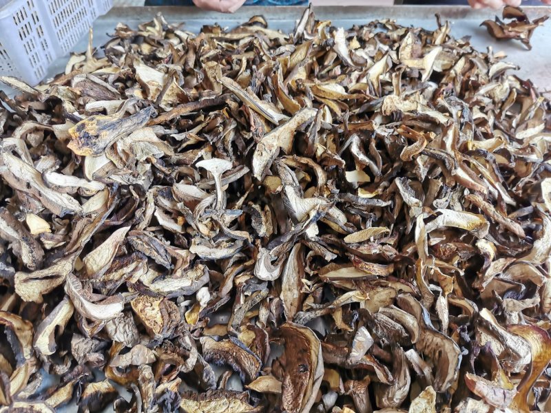 云南野生菌黑牛肝菌批发食用菌牛肝菌餐饮干货
