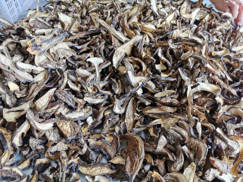 云南野生菌黑牛肝菌批发食用菌牛肝菌餐饮干货