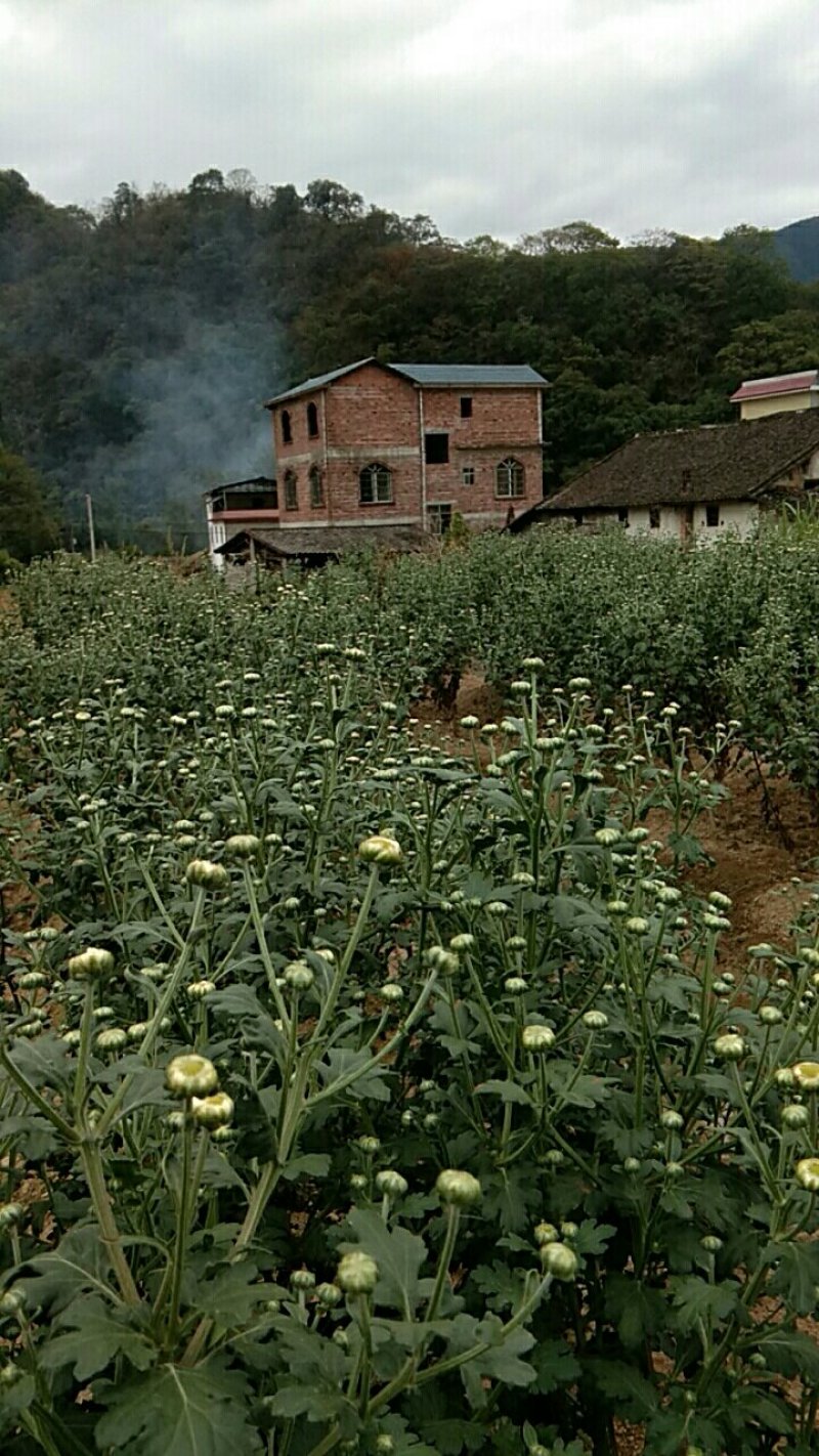 杭白菊花茶
