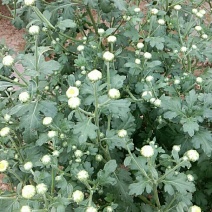 杭白菊花茶