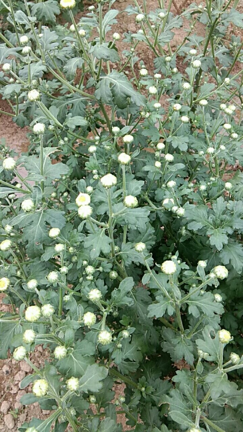 杭白菊花茶