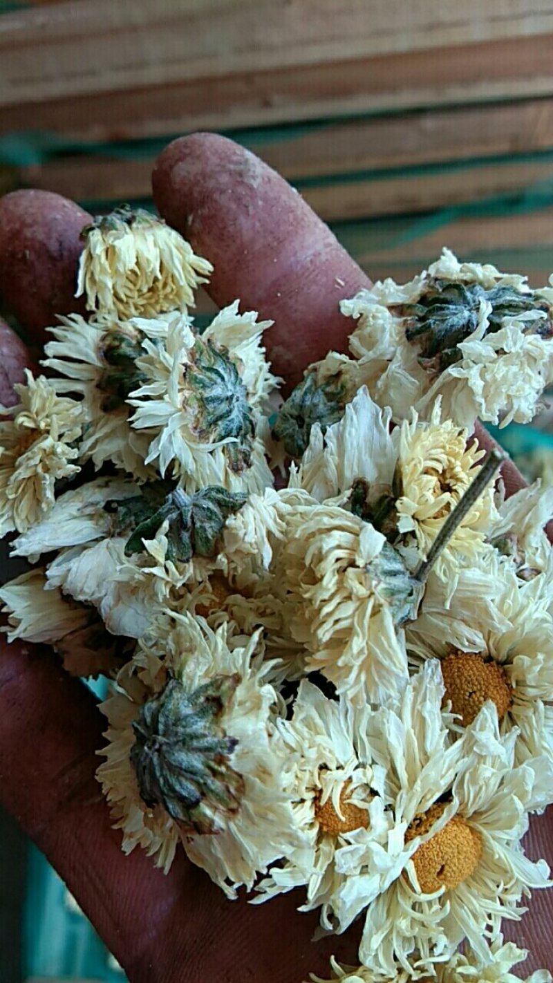杭白菊花茶