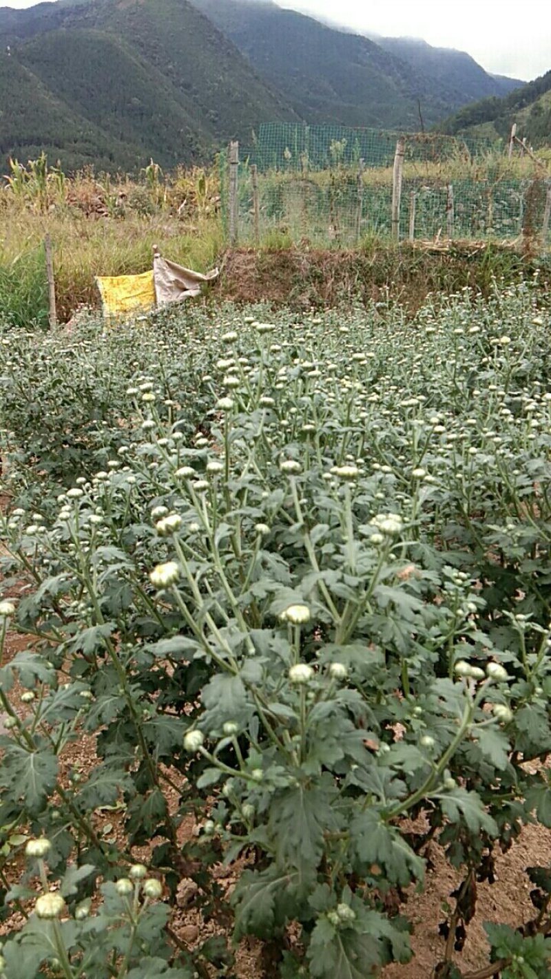 杭白菊花茶