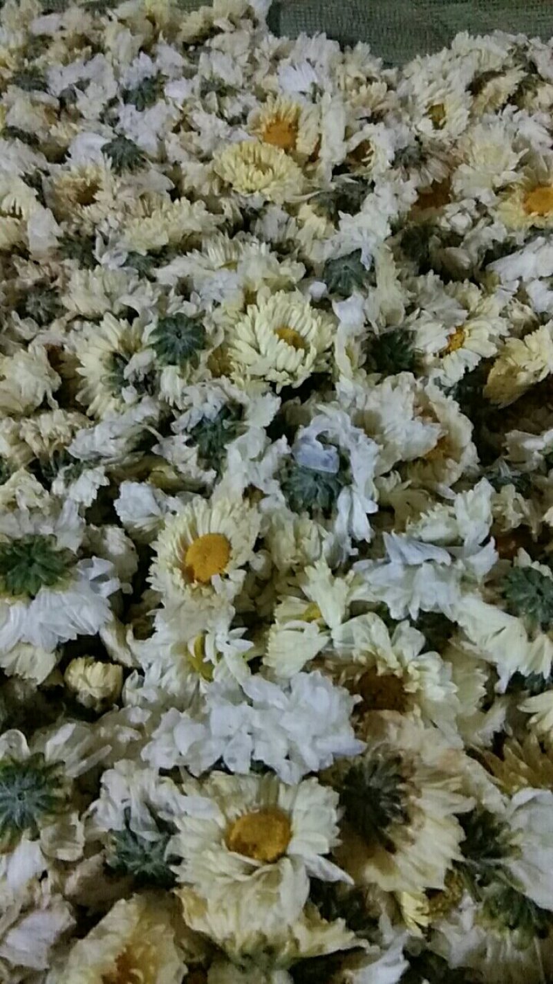 杭白菊花茶