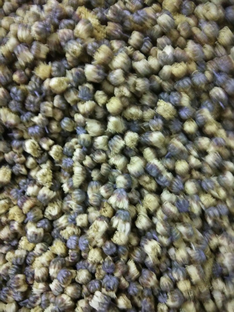 杭白菊花茶