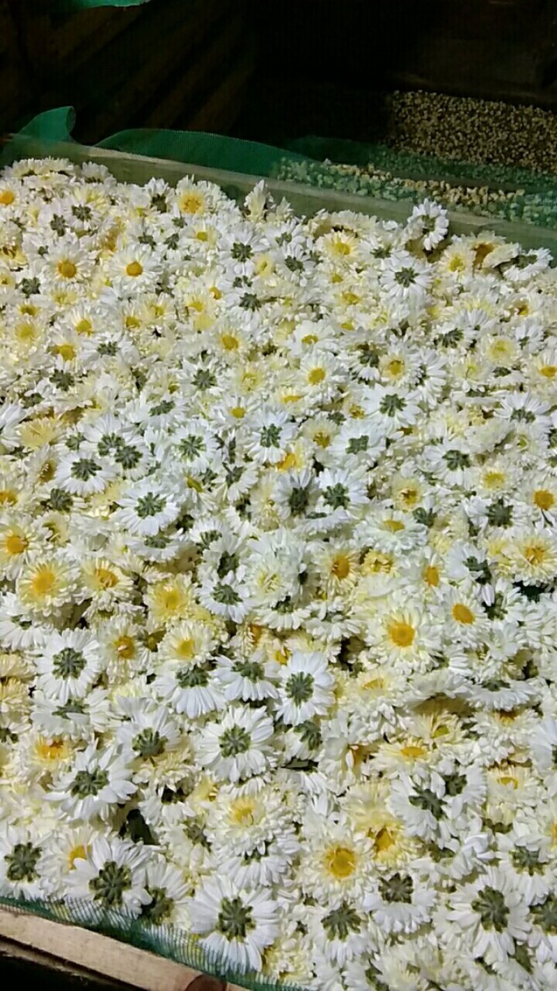 杭白菊花茶