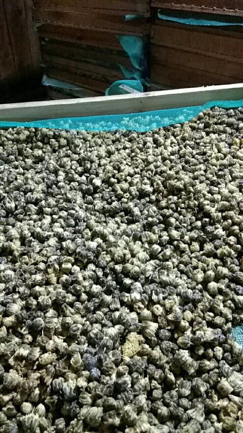 杭白菊花茶