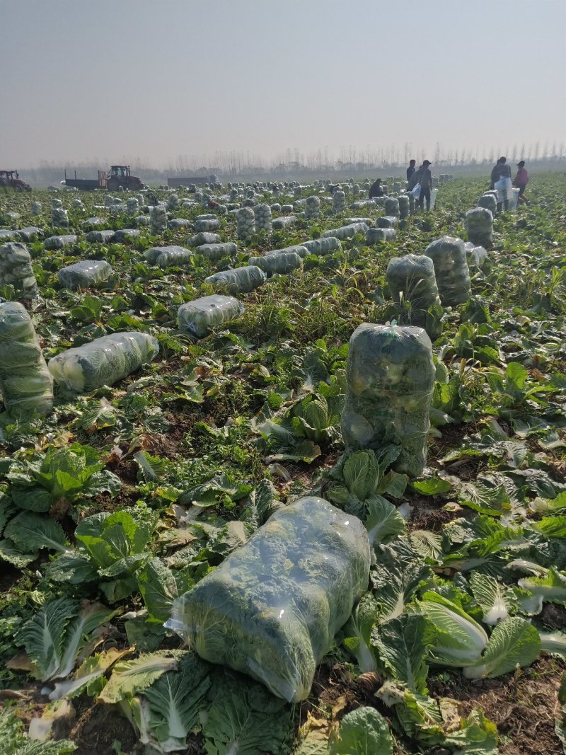 黄心白菜产地直供一手货源诚信经营欢迎采购来电咨询