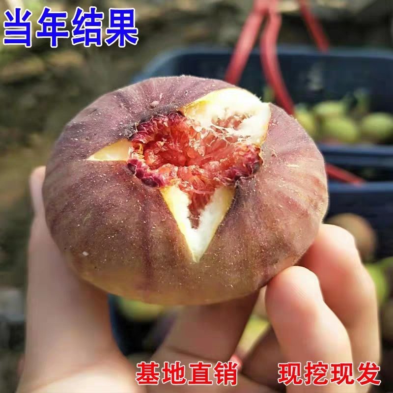 波姬红无花果苗嫁接无花果苗庭院盆栽地栽当年结果
