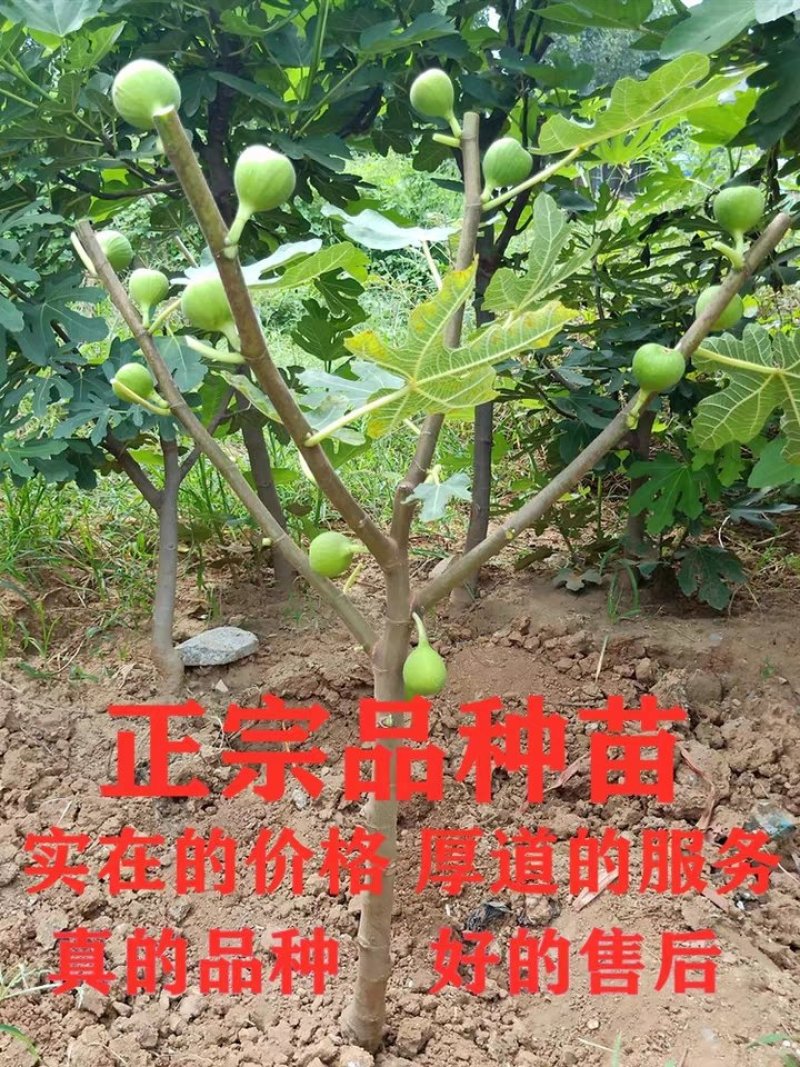波姬红无花果苗嫁接无花果苗庭院盆栽地栽当年结果