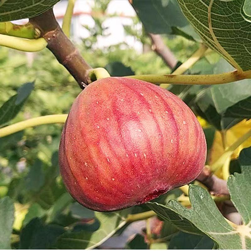 波姬红无花果苗嫁接无花果苗庭院盆栽地栽当年结果