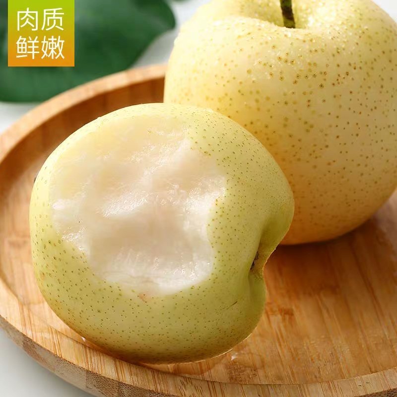梨树苗南方北方种植黄金梨树苗庭院盆栽地栽当年结果嫁接果