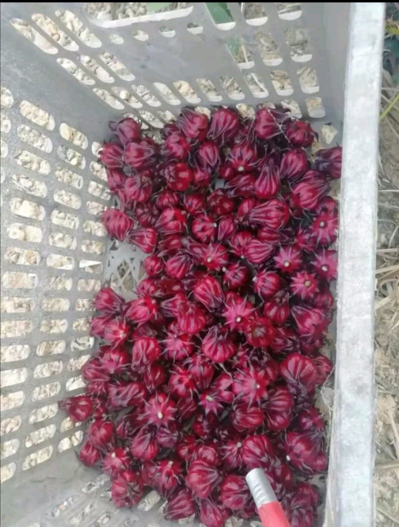 红桃K