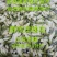 精品群鸣槐花.洋槐花青瓣.新鲜速冻盘古山特产.2斤一件