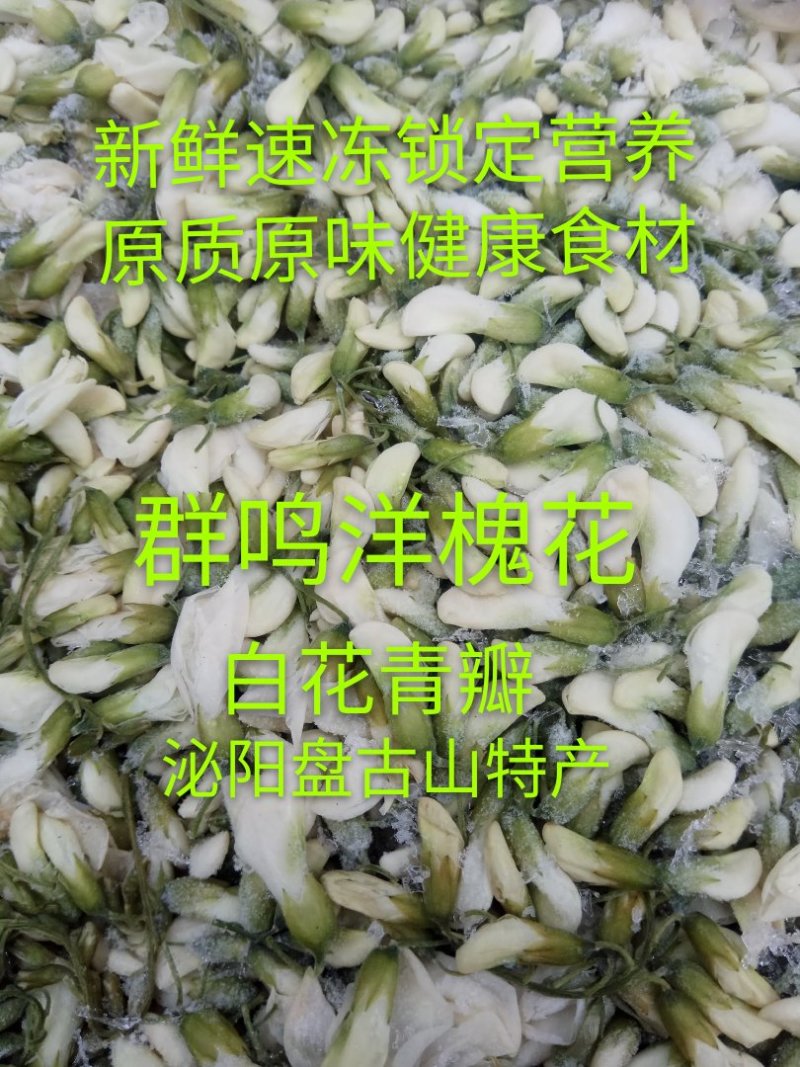 精品群鸣槐花.洋槐花青瓣.新鲜速冻盘古山特产.2斤一件