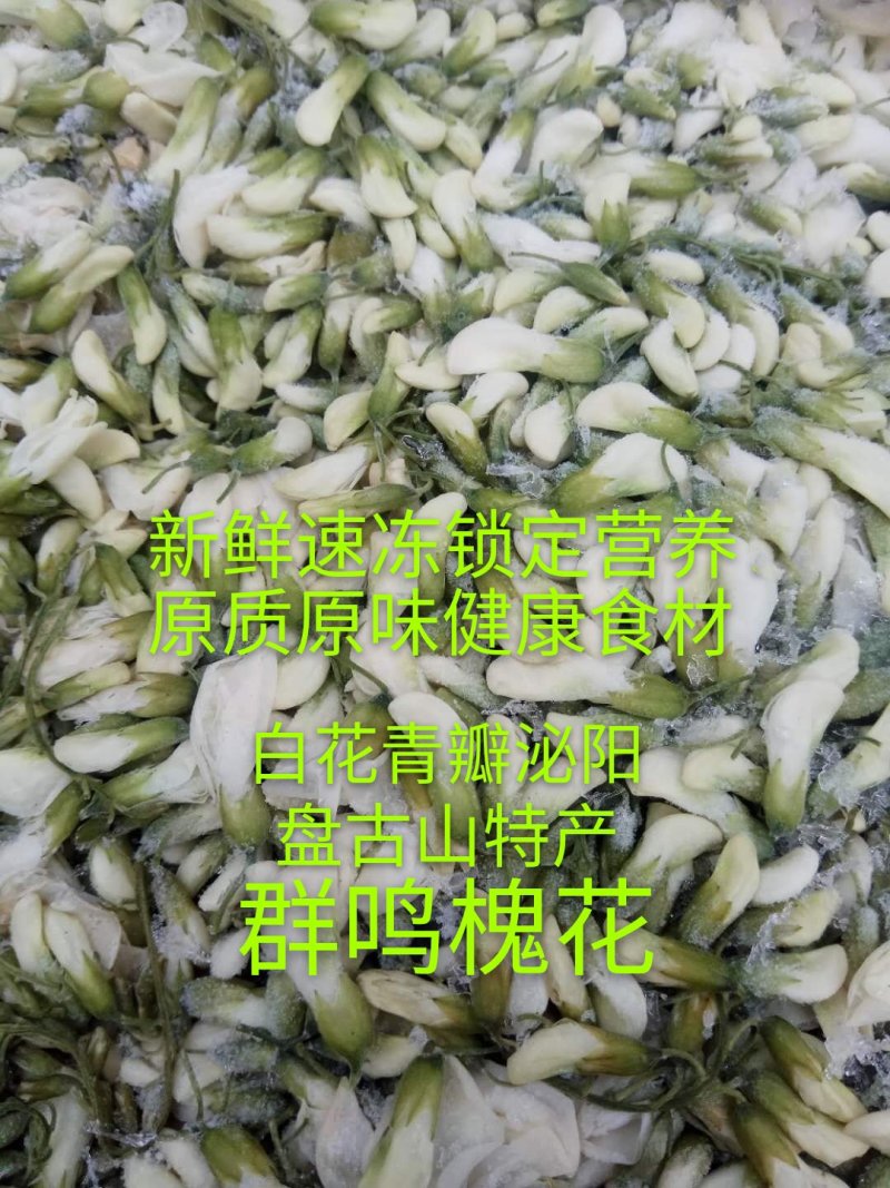 精品群鸣槐花.洋槐花青瓣.新鲜速冻盘古山特产.2斤一件
