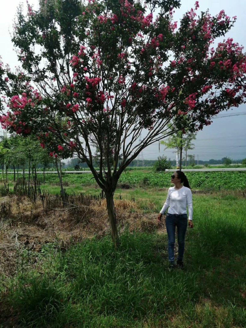 紫薇各种规格齐全，欢迎新老客户订购，美国三红紫薇，