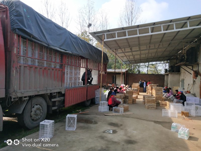 【热卖】陕西绿心海沃德猕猴桃精品水果量大从优一手货源对接