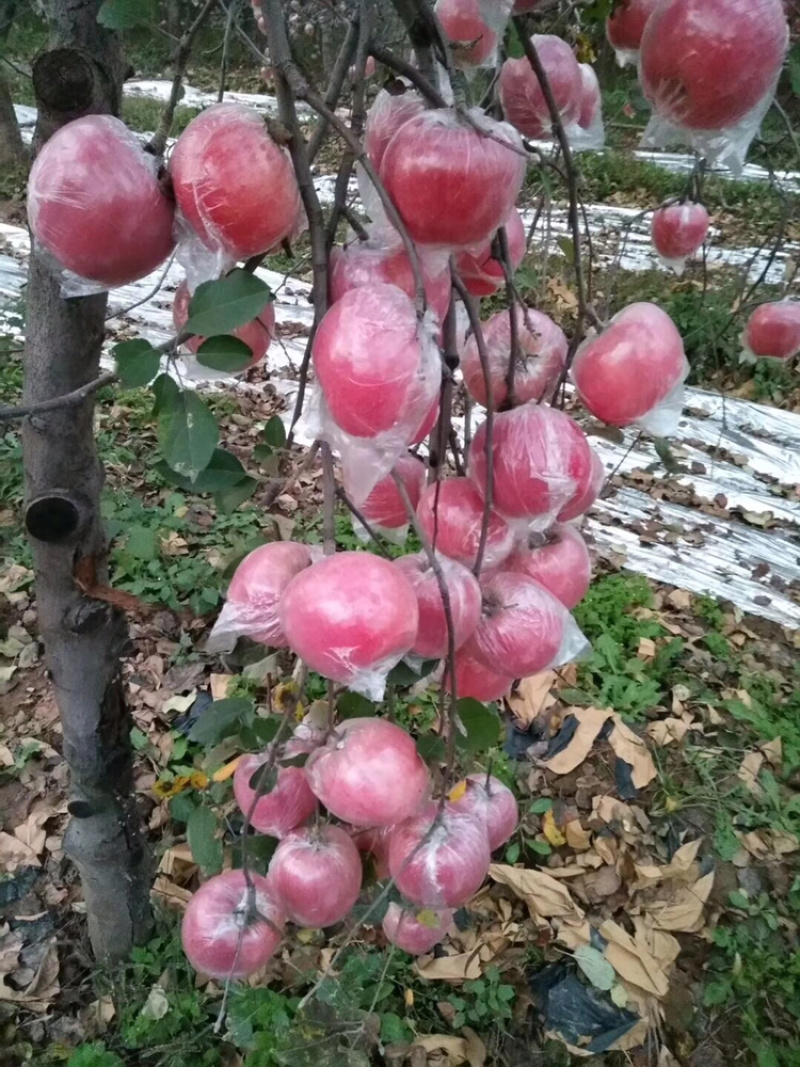 山西运城绛县新鲜中秋王苹果条红片红富士货现摘现发