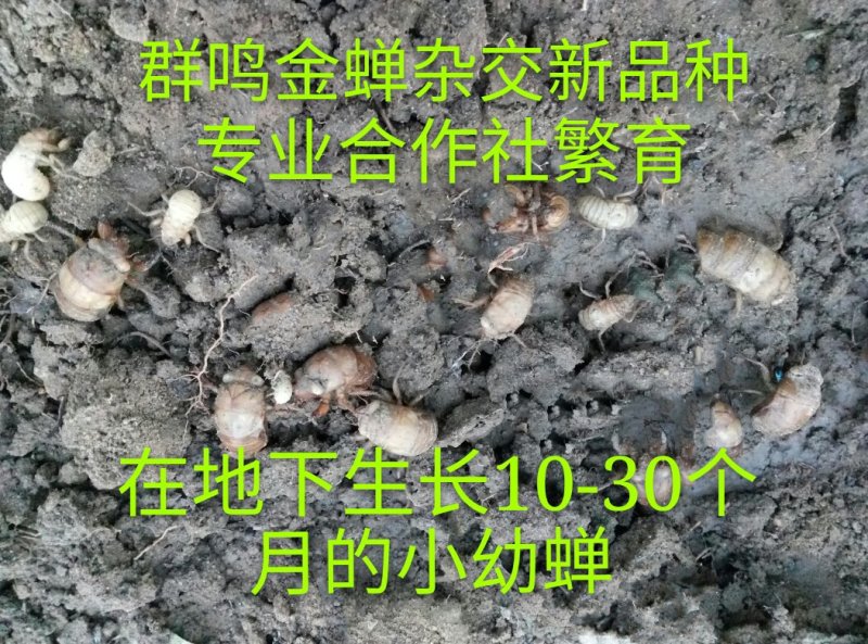 泌阳金蝉繁育专业合作社.群鸣金蝉卵枝种苗种子.