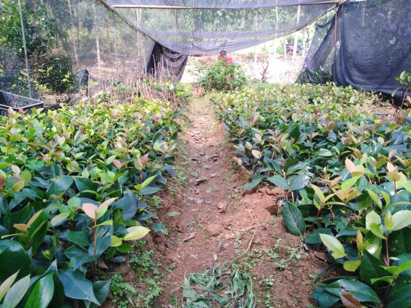 大量供应赤丹茶花小苗大苗