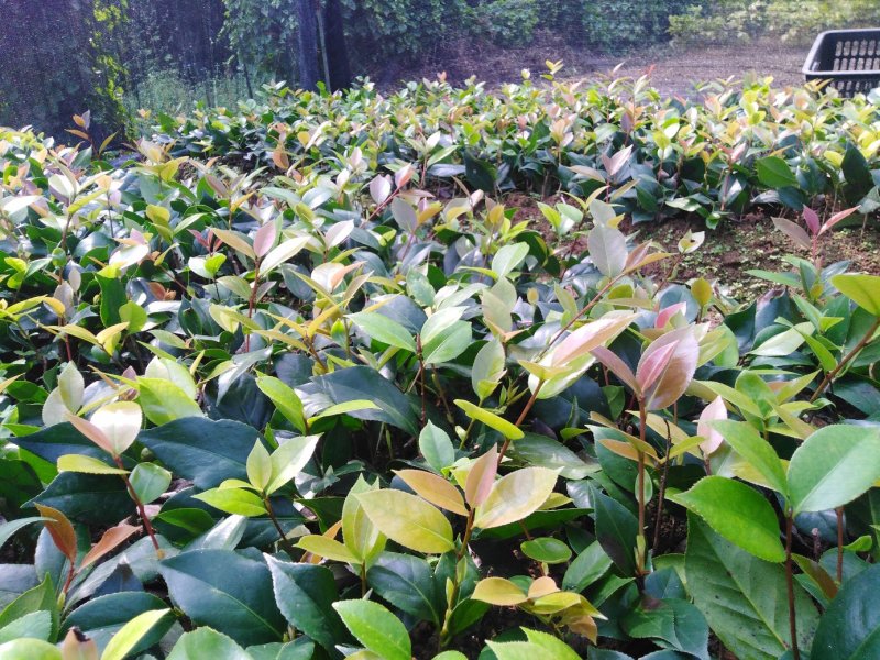 大量供应赤丹茶花小苗大苗