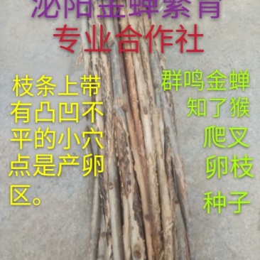 群鸣金蝉卵枝种苗.知了猴卵枝种苗爬叉卵枝种苗