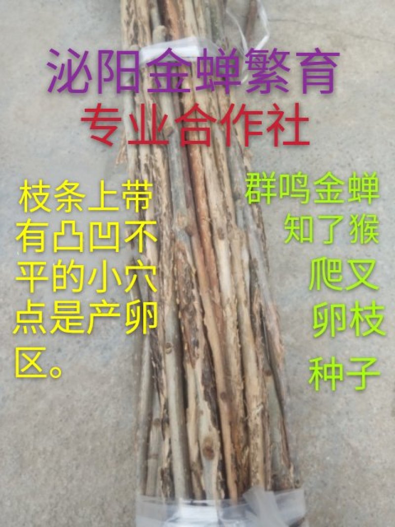 群鸣金蝉卵枝种苗.知了猴卵枝种苗爬叉卵枝种苗