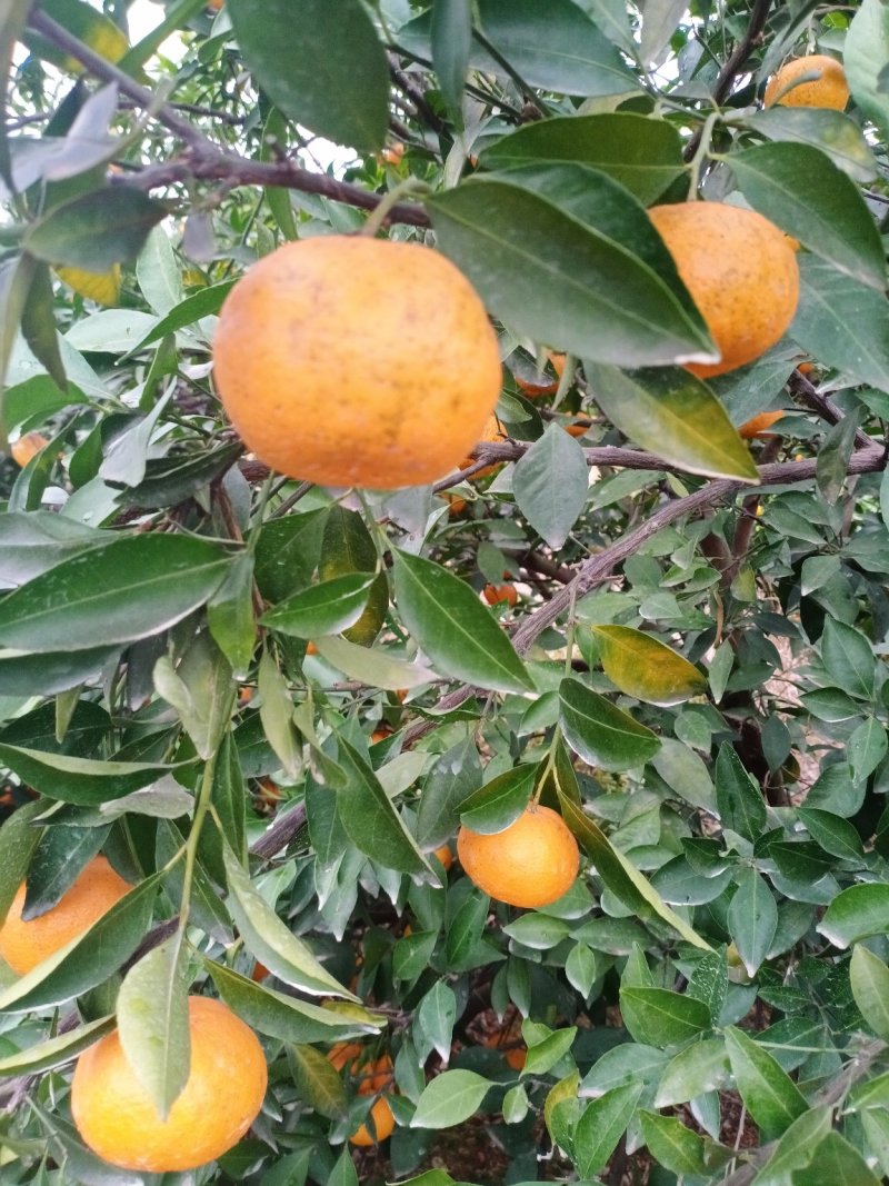 新余蜜橘
