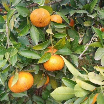 新余蜜橘