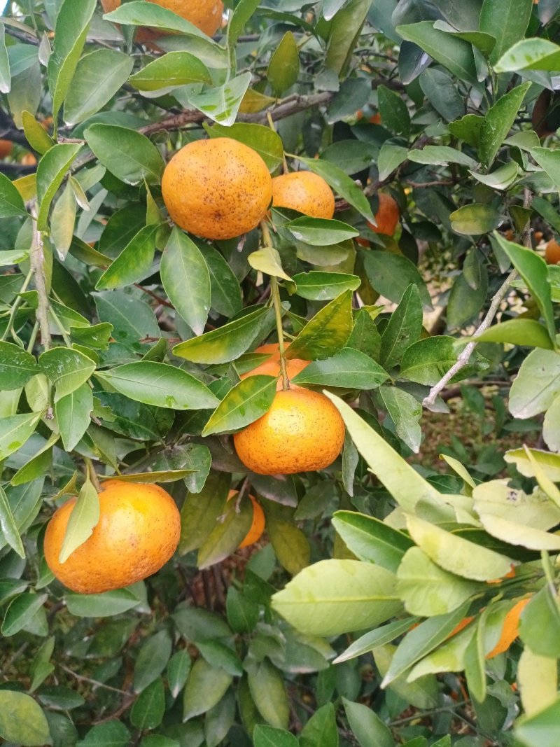 新余蜜橘