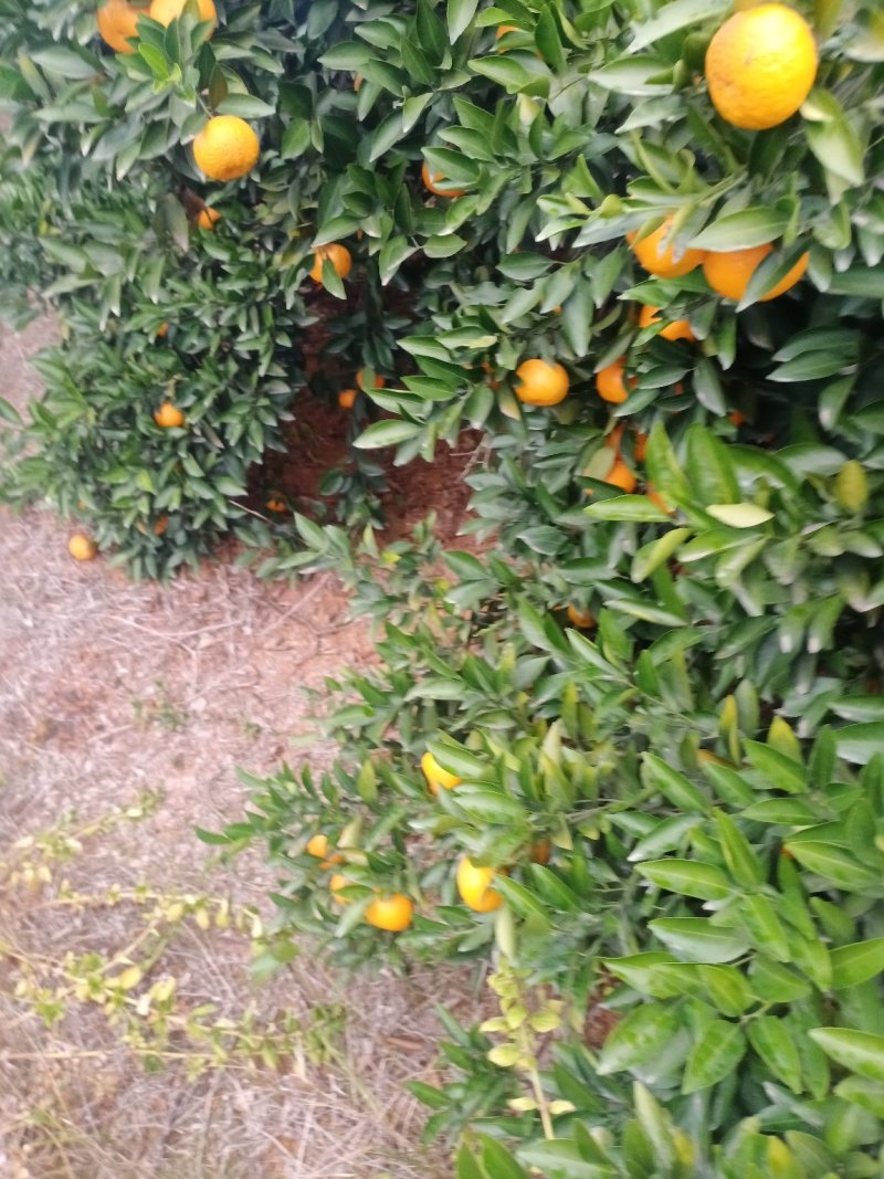 新余蜜橘