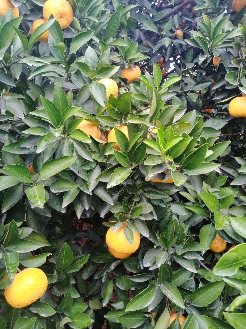 新余蜜橘