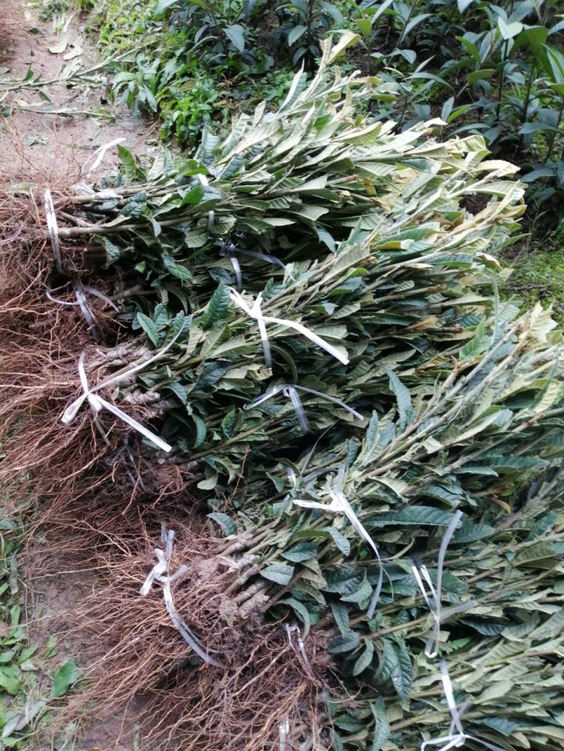 大五星枇杷果树苗，一年嫁接苗，泥浆保湿，薄膜包装！包邮寄