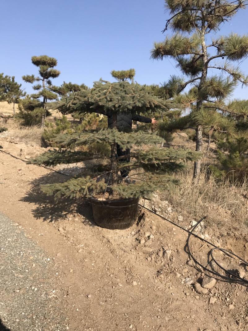 盆景云杉造型2-3米高度，粗度地径7-10公分
