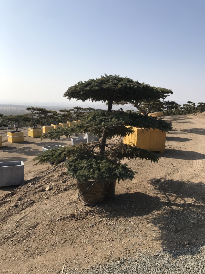 盆景云杉造型2-3米高度，粗度地径7-10公分