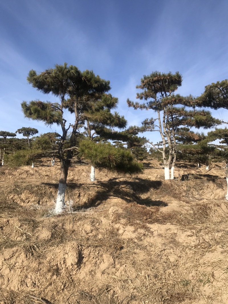 造型油松2-4米高13-20公分粗大量出售