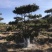 造型油松2-4米高13-20公分粗大量出售