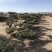 造型油松2-4米高13-20公分粗大量出售