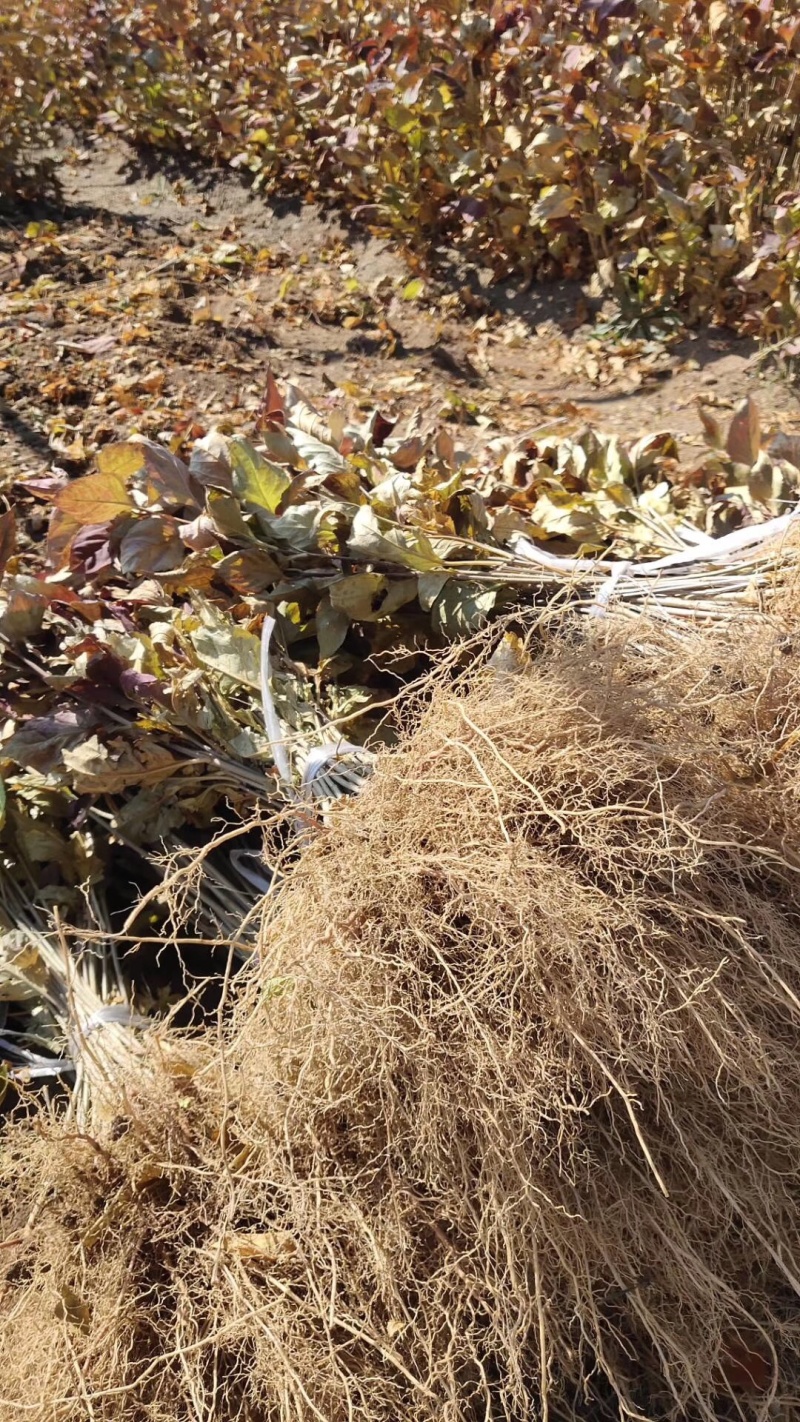 药用连翘小苗15-30公分高及连翘工程用苗