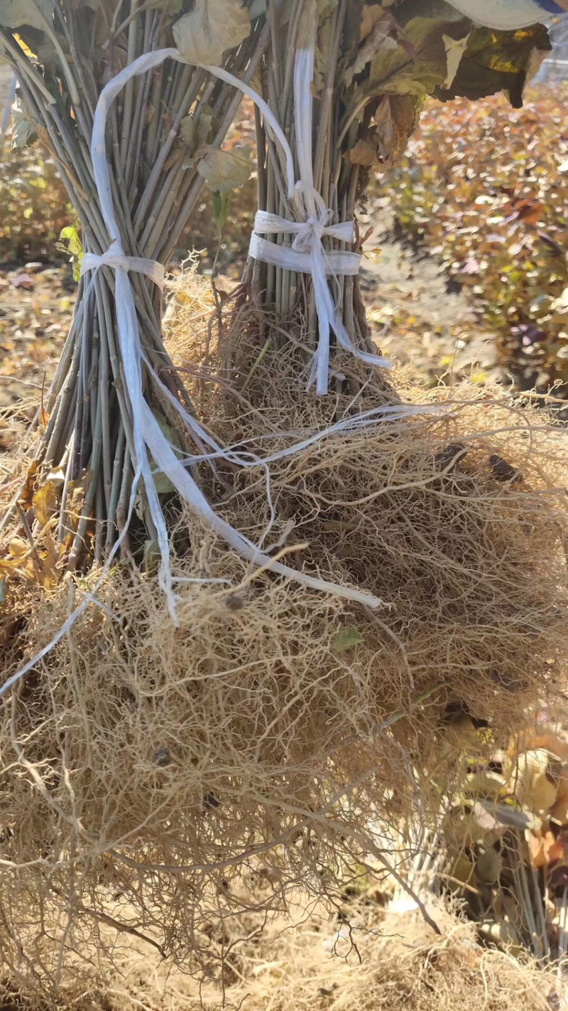 药用连翘小苗15-30公分高及连翘工程用苗