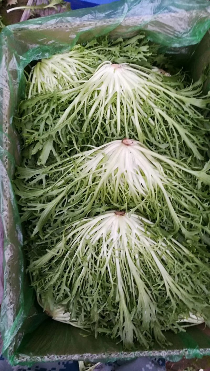 精品苦菊大量上市良心做事赚辛苦钱