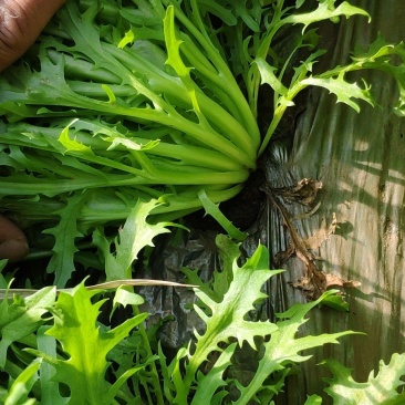 精品苦菊大量上市良心做事赚辛苦钱