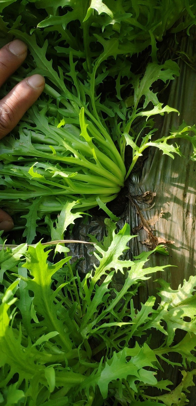 精品苦菊大量上市良心做事赚辛苦钱