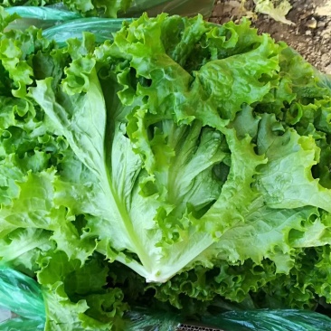 精品生菜大量上市良心做事赚辛苦钱