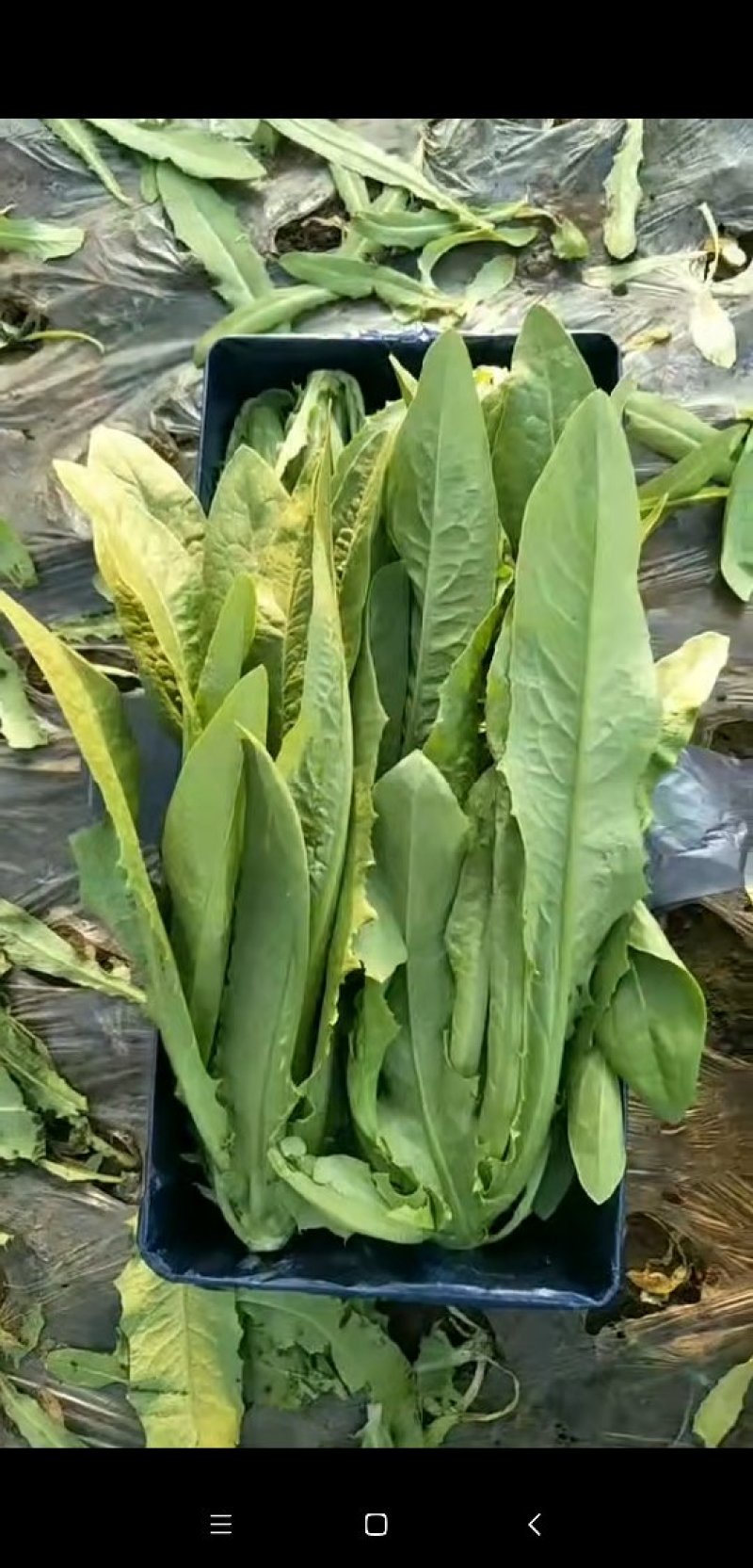 精品油麦菜大量上市良心做事赚辛苦钱