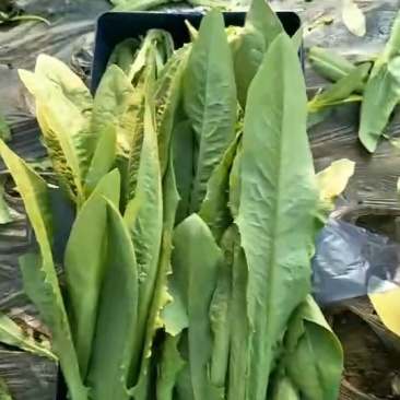 精品油麦菜大量上市良心做事赚辛苦钱