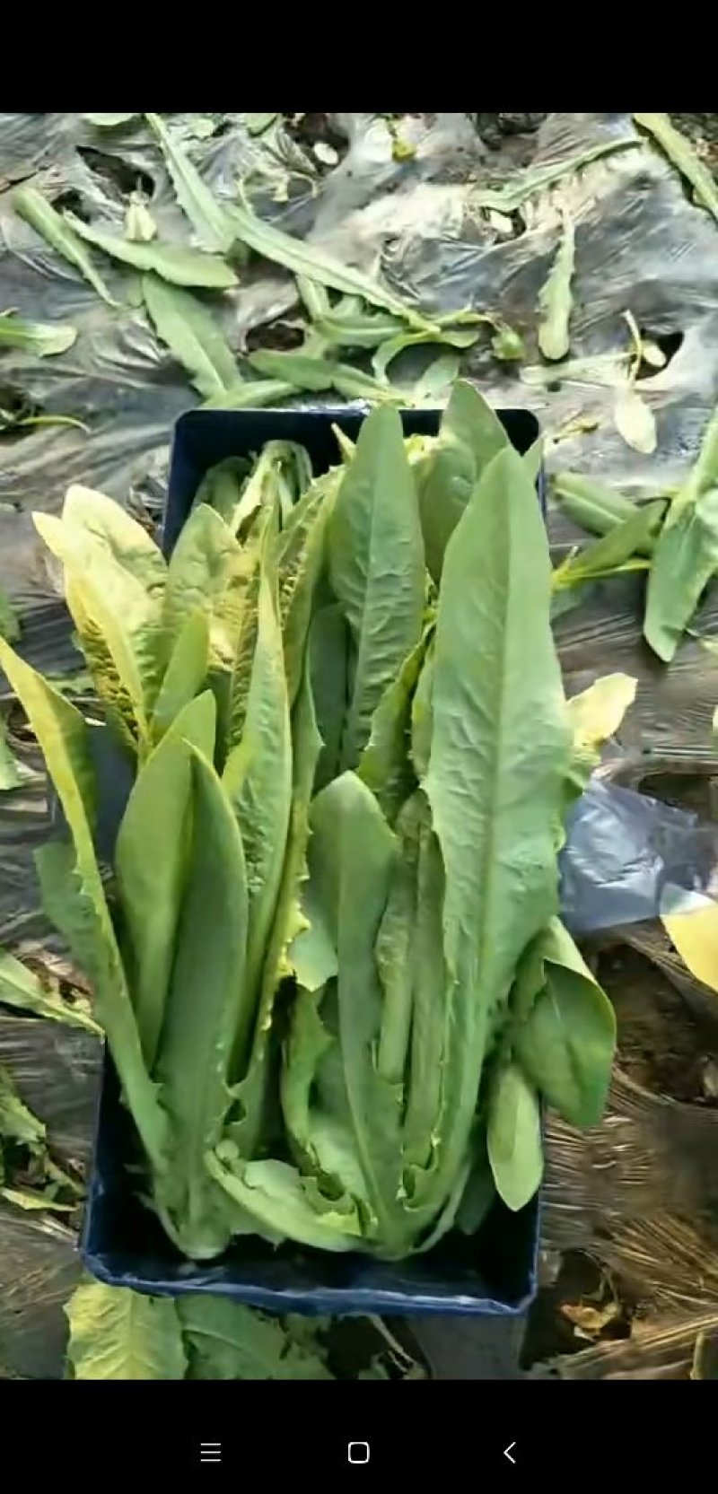 精品油麦菜大量上市良心做事赚辛苦钱
