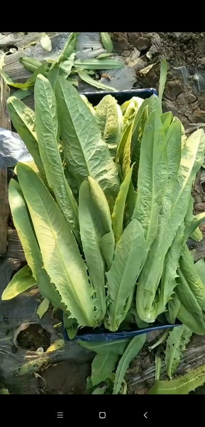 精品油麦菜大量上市良心做事赚辛苦钱